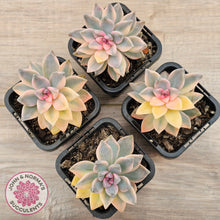 Load image into Gallery viewer, Graptopetalum 'Victor Kane' Variegata
