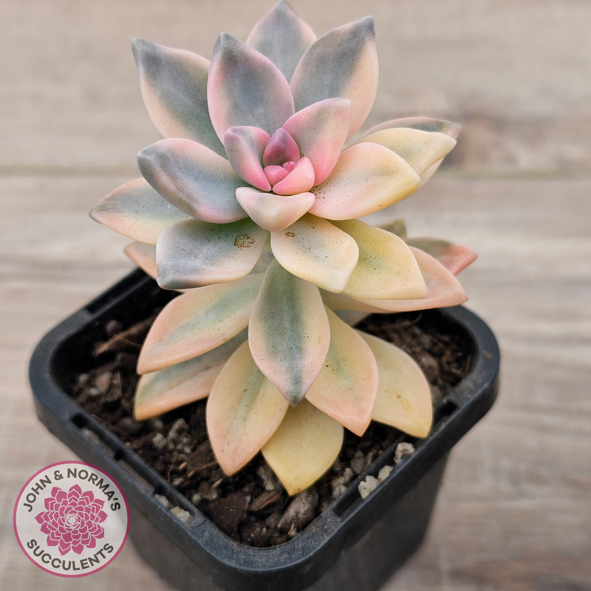 Graptopetalum 'Victor Kane' Variegata