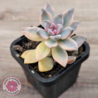 Graptopetalum 'Victor Kane' Variegata