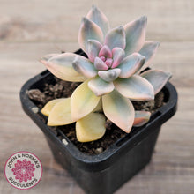 Load image into Gallery viewer, Graptopetalum 'Victor Kane' Variegata
