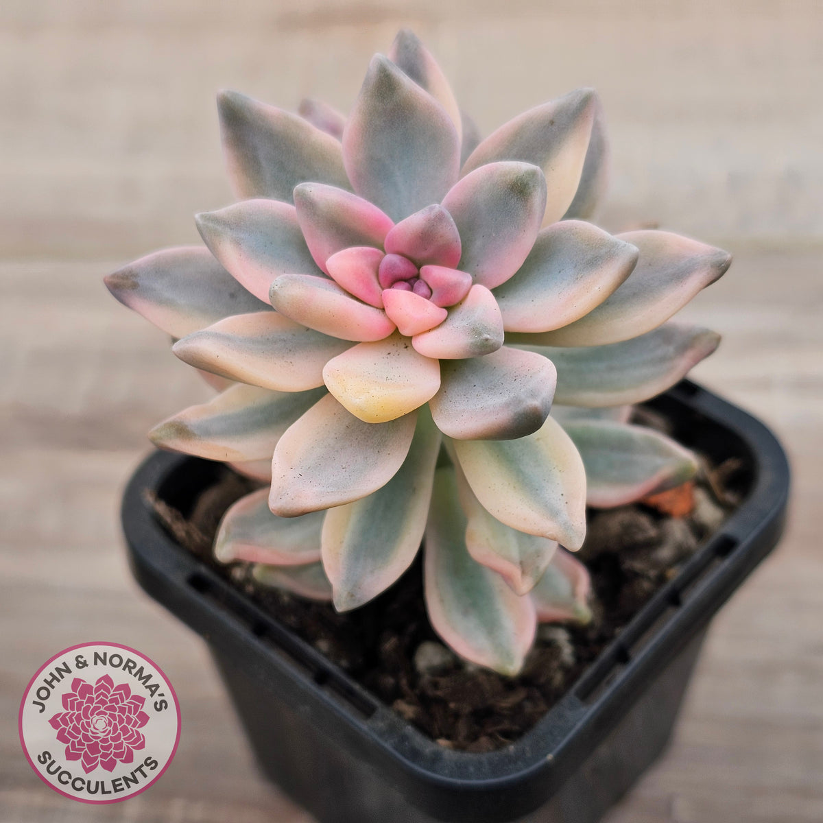 Graptopetalum 'Victor Kane' Variegata