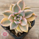 Graptopetalum 'Victor Kane' Variegata