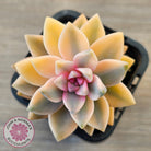 Graptopetalum 'Victor Kane' Variegata