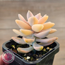 Load image into Gallery viewer, Graptopetalum &#39;Victor Kane&#39; Variegata
