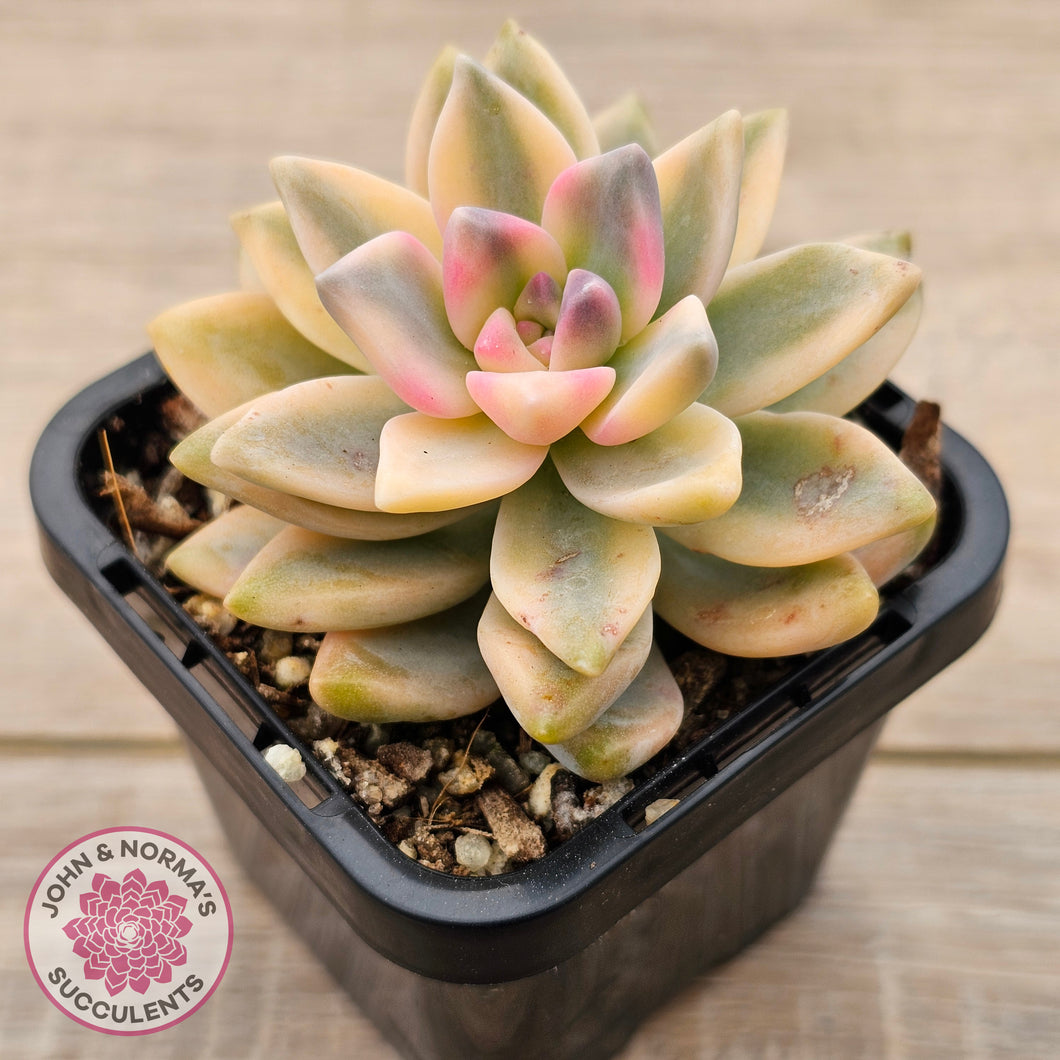 Graptopetalum 'Victor Kane' Variegata