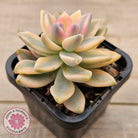 Graptopetalum 'Victor Kane' Variegata