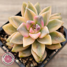 Graptopetalum 'Victor Kane' Variegata