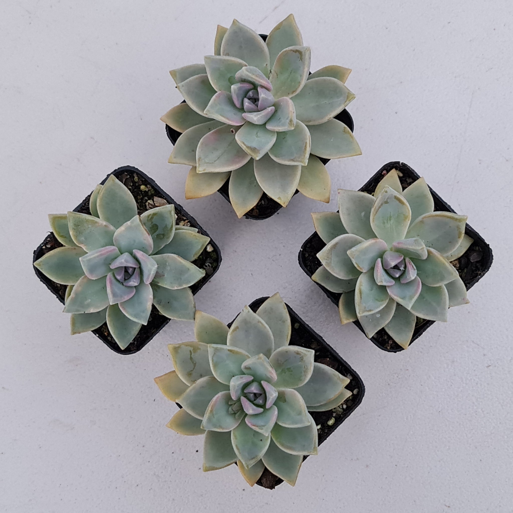 victor kane succulent Buy Graptopetalum Victor Kane Australia