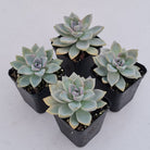 Graptopetalum Victor Kane