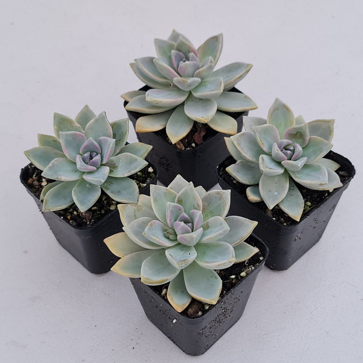 Graptopetalum Victor Kane