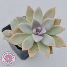 Graptopetalum Victor Kane