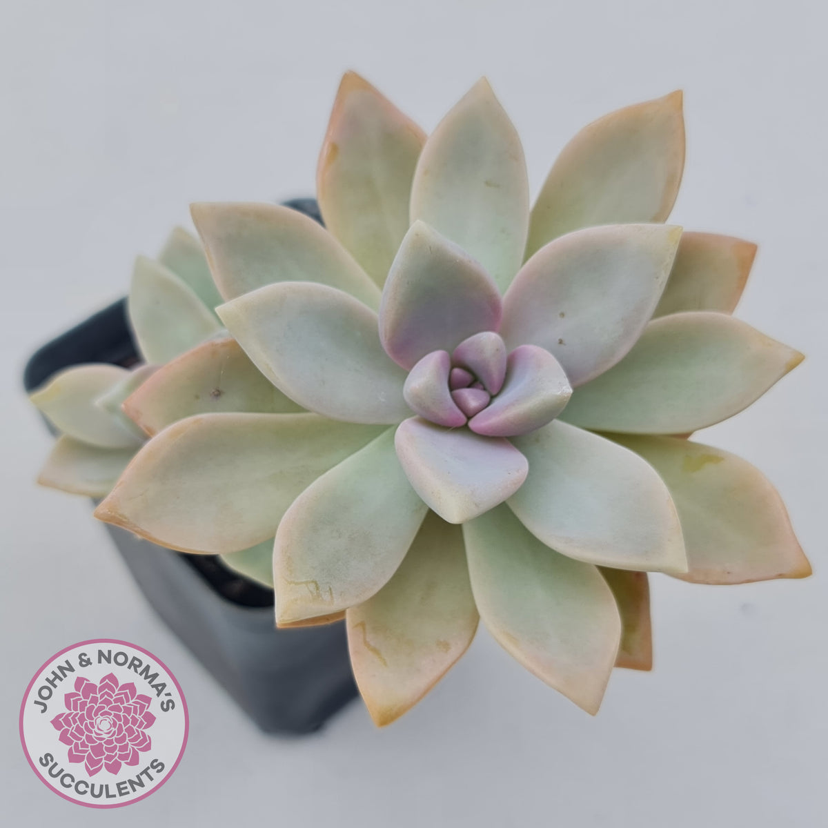Graptopetalum Victor Kane