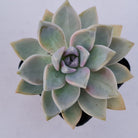Graptopetalum Victor Kane