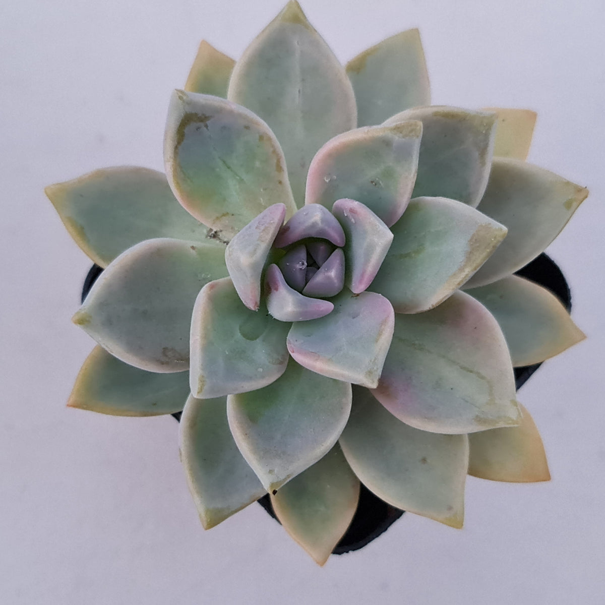 Graptopetalum Victor Kane