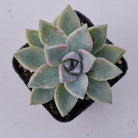 Graptopetalum Victor Kane