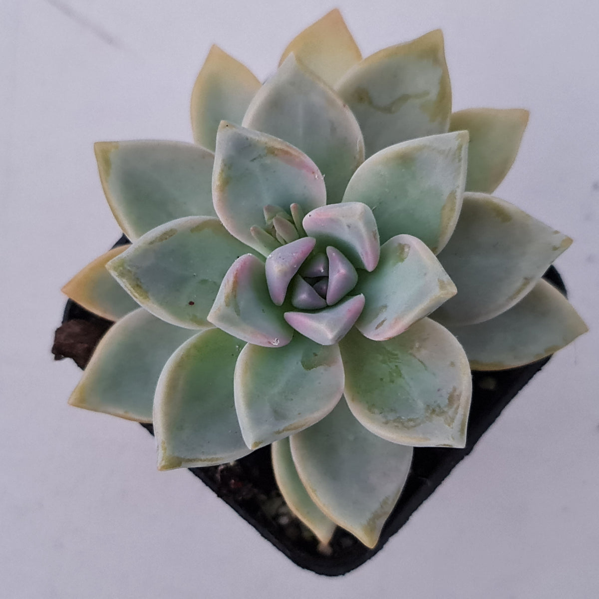 Graptopetalum Victor Kane