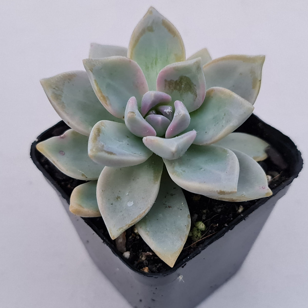 Graptopetalum Victor Kane