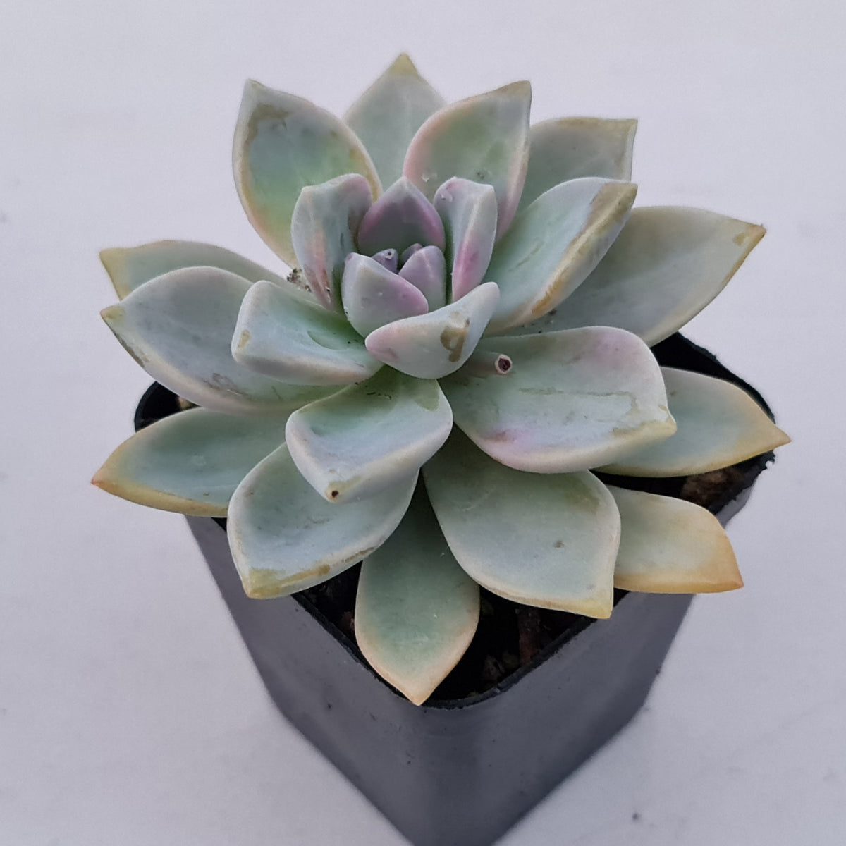 Graptopetalum Victor Kane