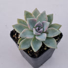 Graptopetalum Victor Kane