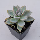 Graptopetalum Victor Kane