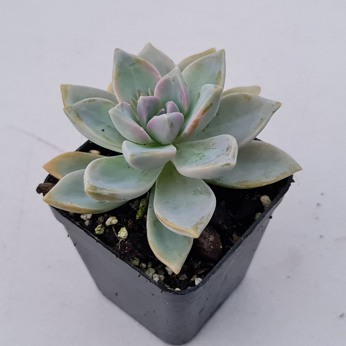 Graptopetalum Victor Kane