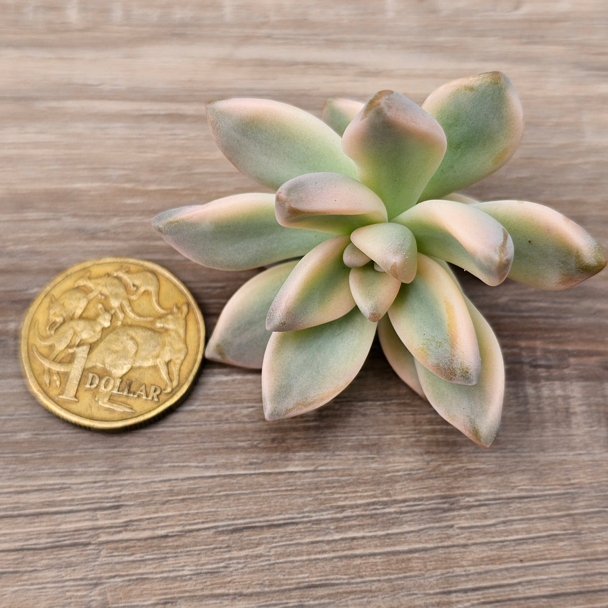 Graptopetalum 'Victor Kane' Variegated Cuttings