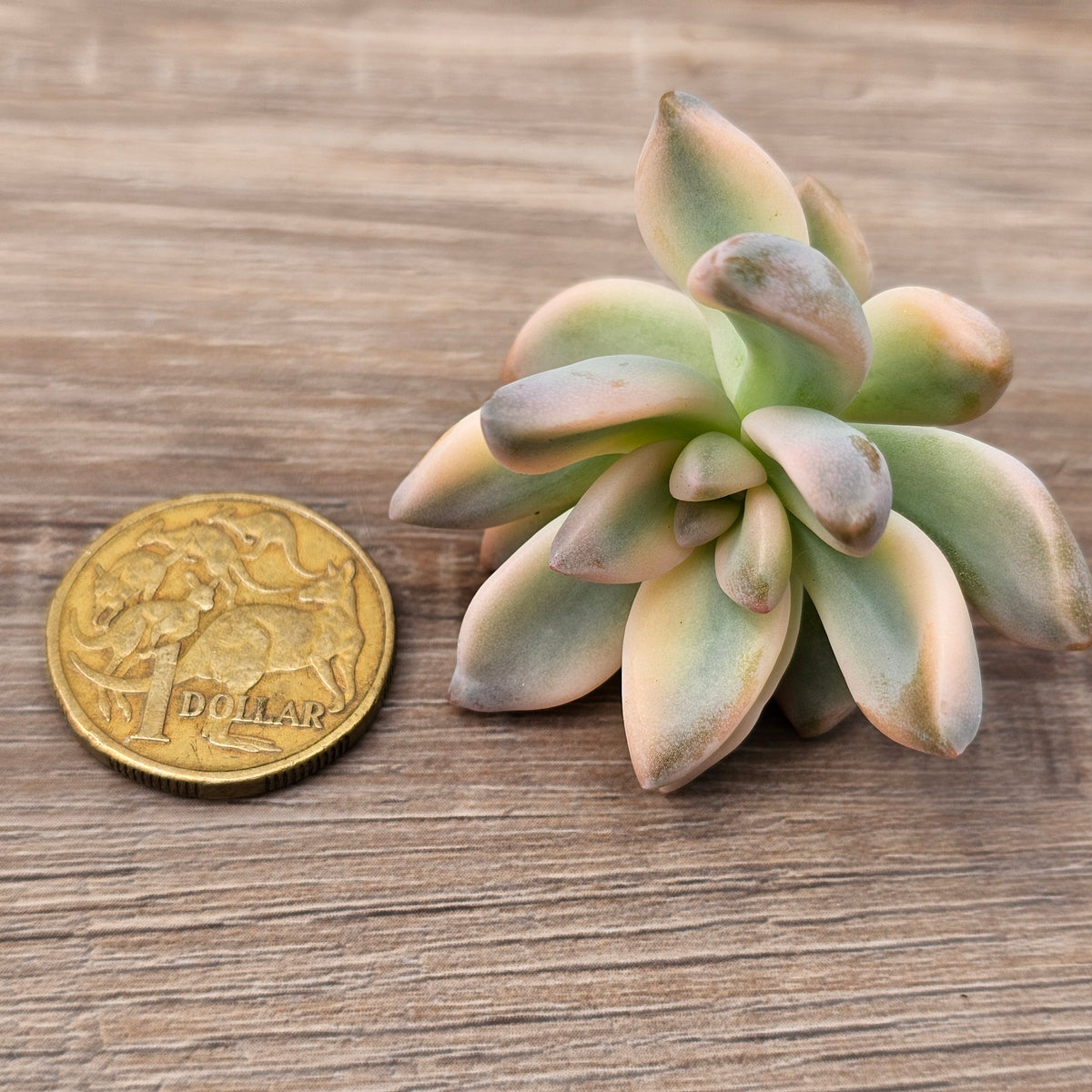 Graptopetalum 'Victor Kane' Variegated Cuttings