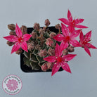 Graptopetalum bellum aka Tacitus bellus