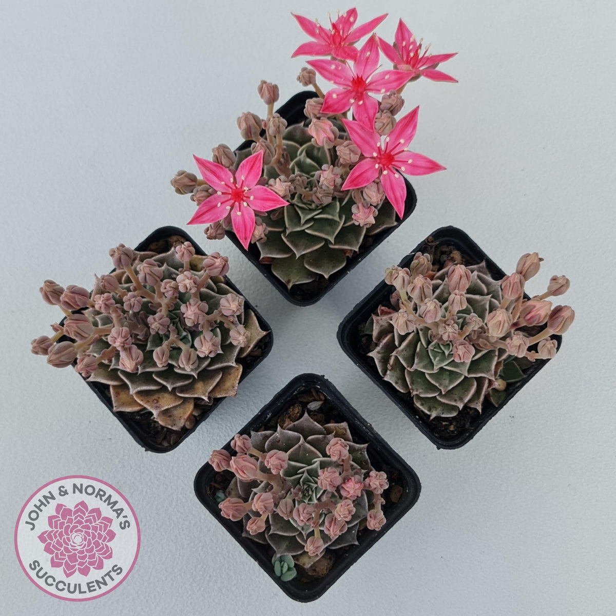 Graptopetalum bellum aka Tacitus bellus