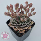 Graptopetalum bellum aka Tacitus bellus