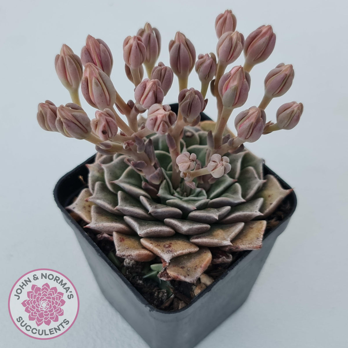 Graptopetalum bellum aka Tacitus bellus