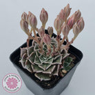 Graptopetalum bellum aka Tacitus bellus