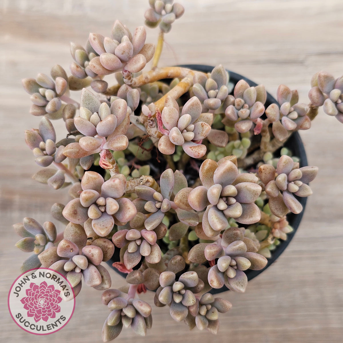 Graptopetalum mendozae 'Mirinae' (miniature pink form)