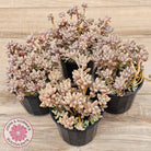 Graptopetalum mendozae 'Mirinae' (miniature pink form)