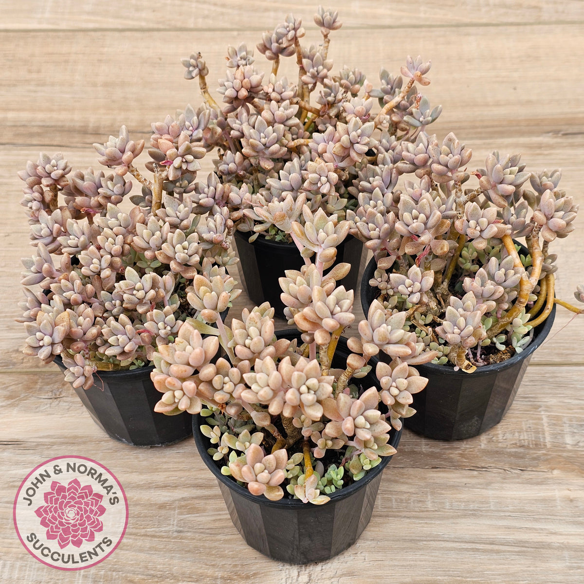 Graptopetalum mendozae 'Mirinae' (miniature pink form)