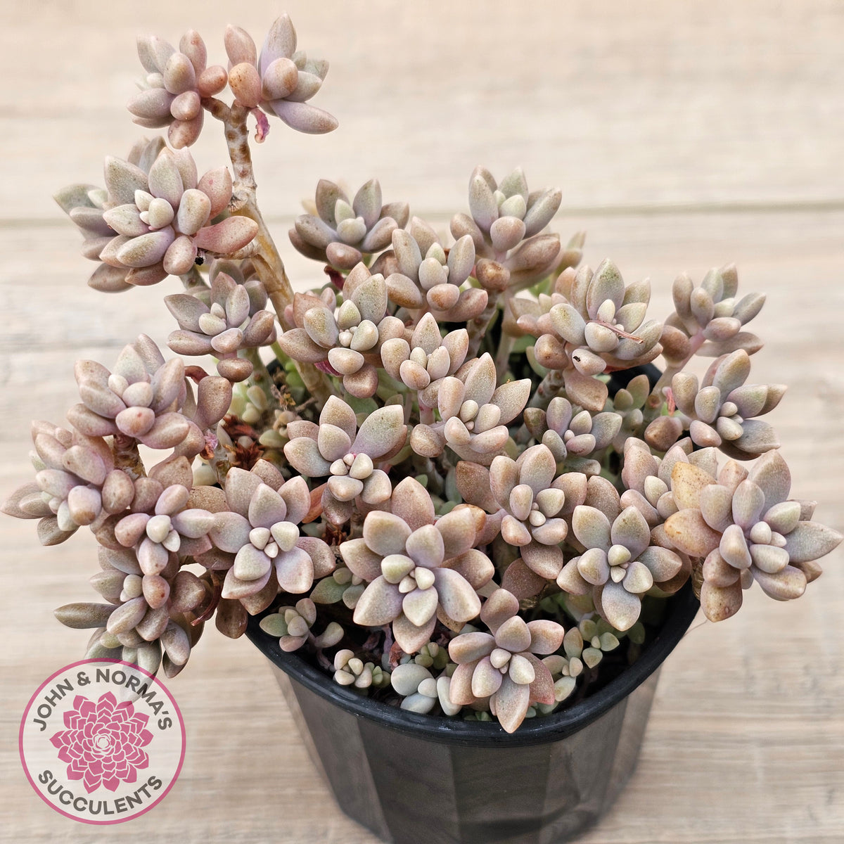 Graptopetalum mendozae 'Mirinae' (miniature pink form)