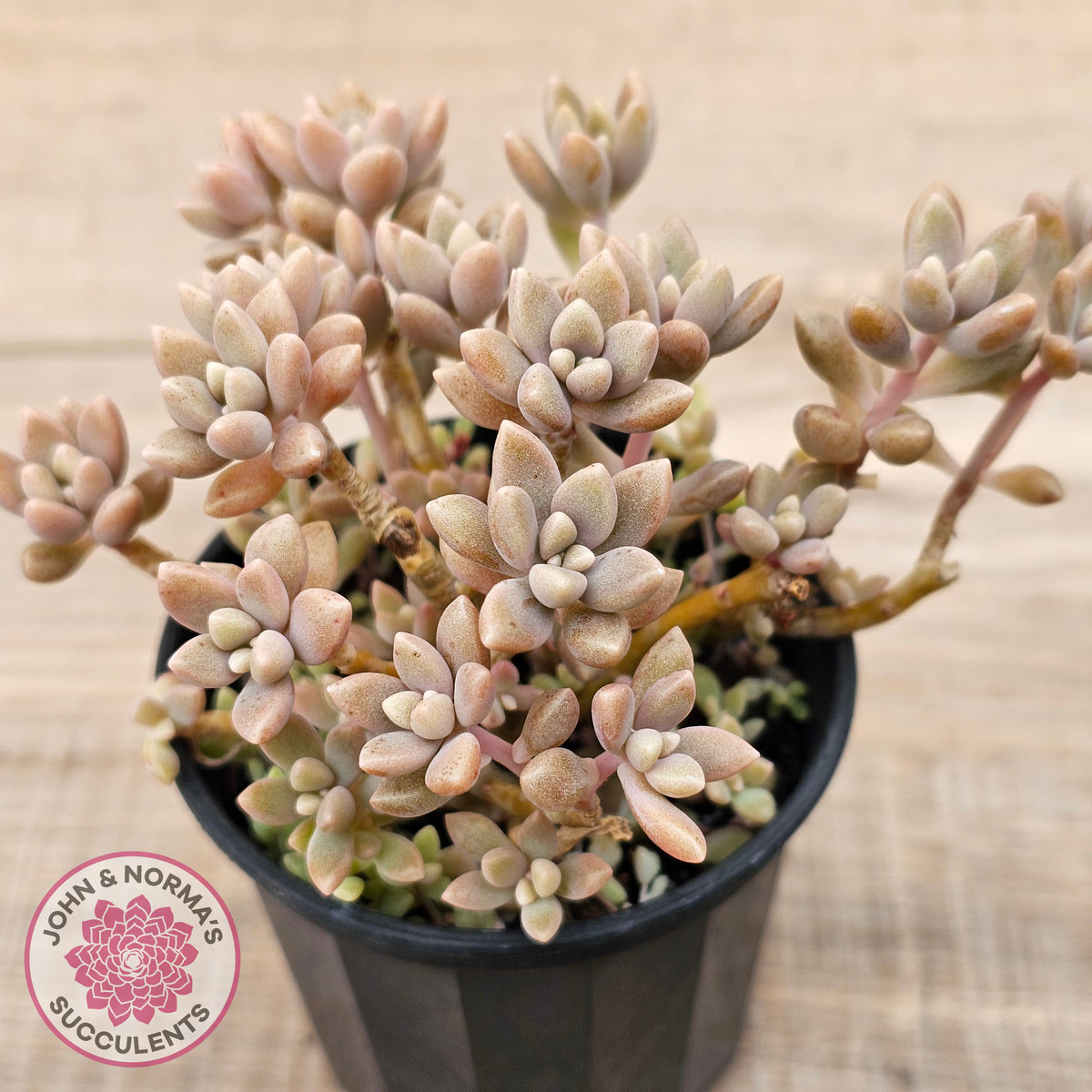 Graptopetalum mendozae 'Mirinae' (miniature pink form)