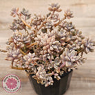 Graptopetalum mendozae 'Mirinae' (miniature pink form)
