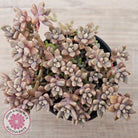 Graptopetalum mendozae 'Mirinae' (miniature pink form)