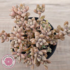 Graptopetalum mendozae 'Mirinae' (miniature pink form)