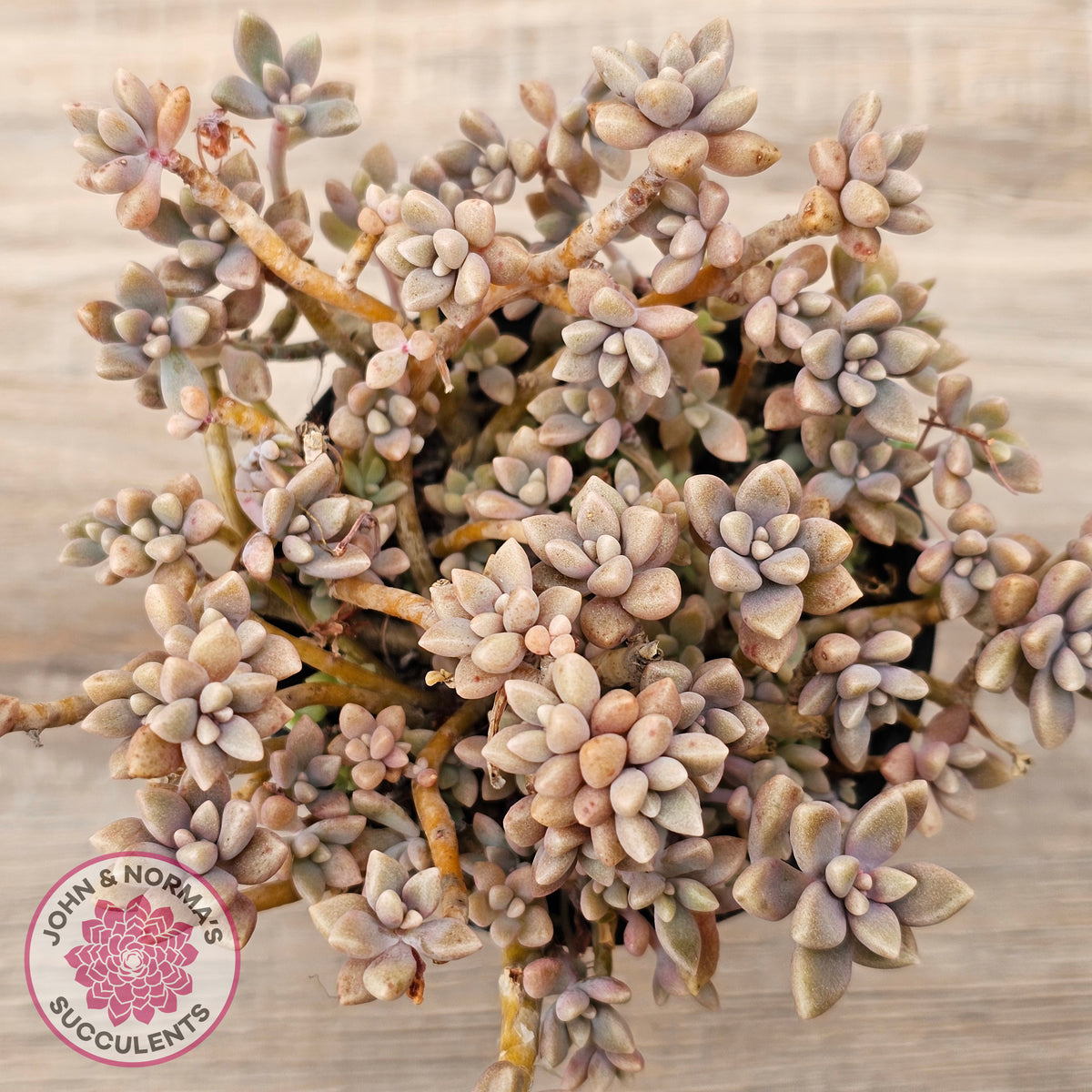Graptopetalum mendozae 'Mirinae' (miniature pink form)
