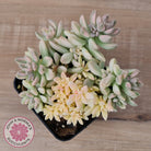 Graptopetalum mendozae 'Mirinae' variegata