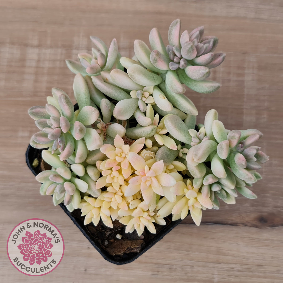 Graptopetalum mendozae 'Mirinae' variegata