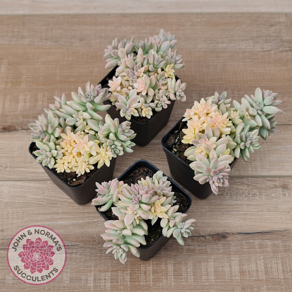 Graptopetalum mendozae 'Mirinae' variegata