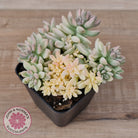 Graptopetalum mendozae 'Mirinae' variegata