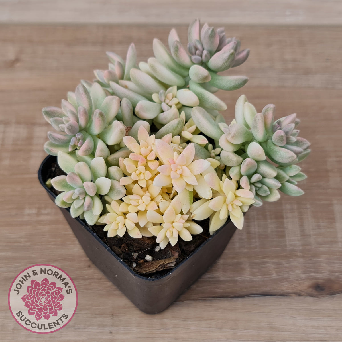 Graptopetalum mendozae 'Mirinae' variegata