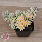 Graptopetalum mendozae 'Mirinae' variegata