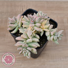 Graptopetalum mendozae 'Mirinae' variegata