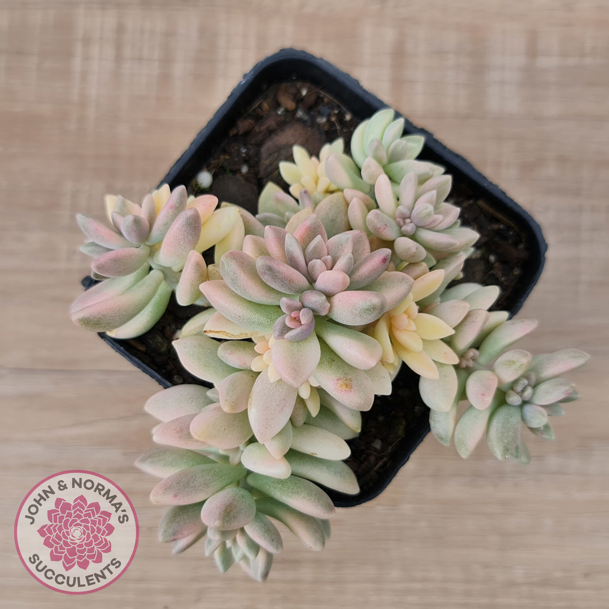 Graptopetalum mendozae 'Mirinae' variegata