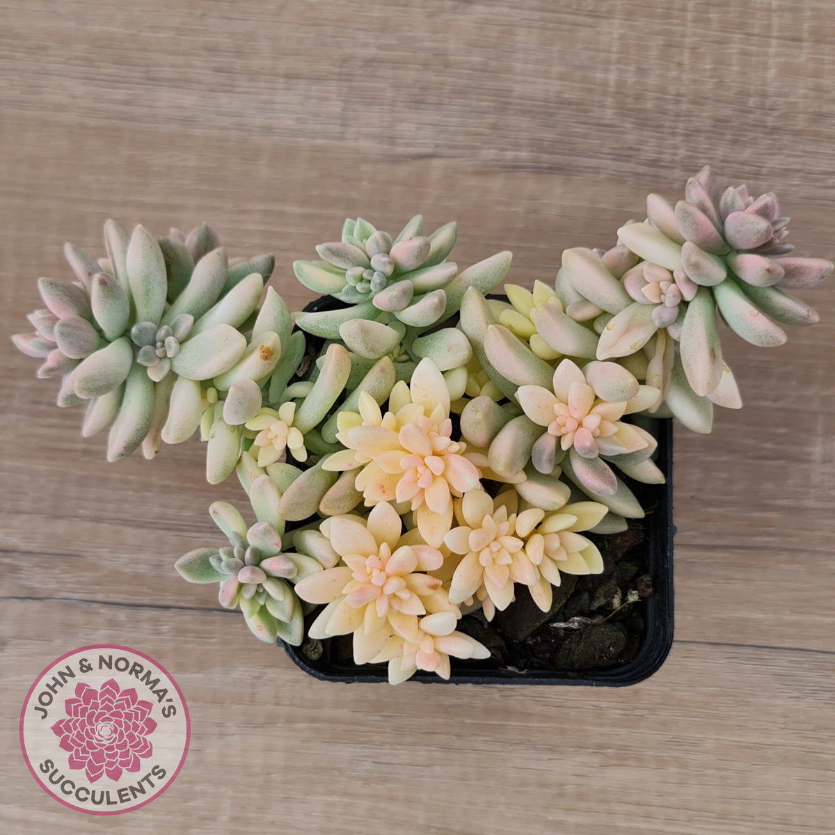 Graptopetalum mendozae 'Mirinae' variegata